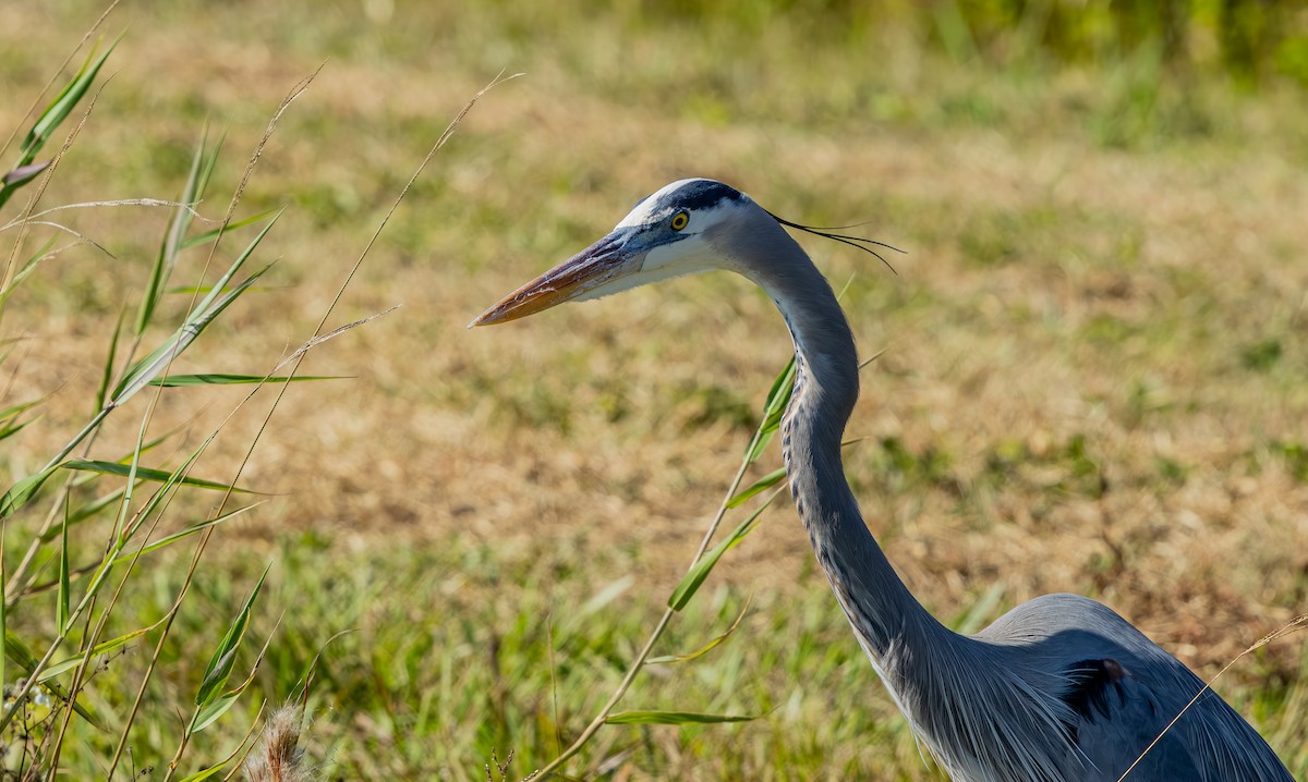 Great Blue Heron - ML645765346