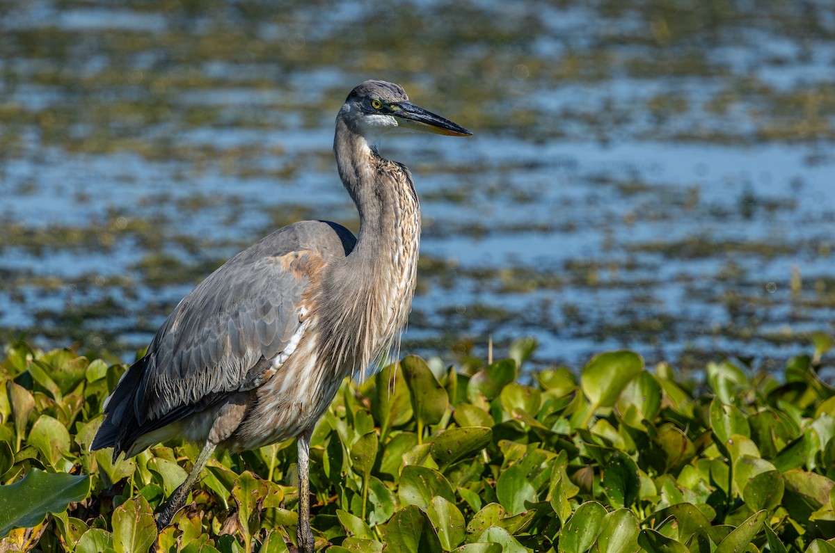 Great Blue Heron - ML645765347