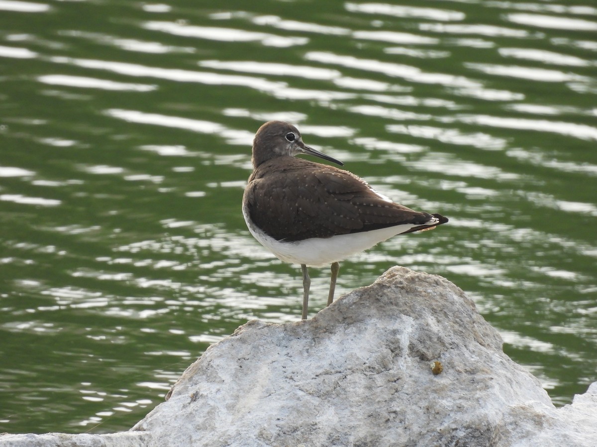 Green Sandpiper - ML645765348