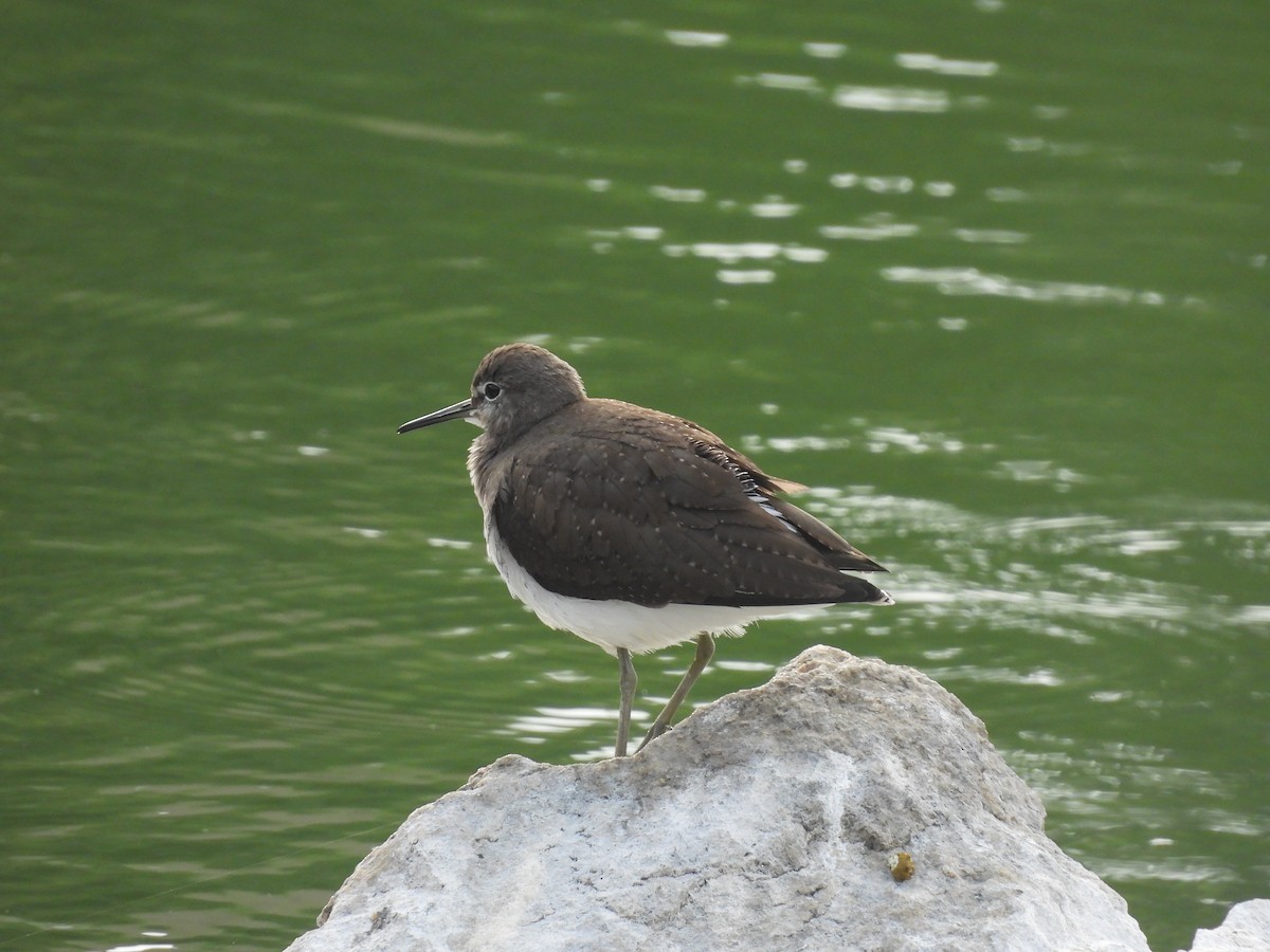 Green Sandpiper - ML645765349