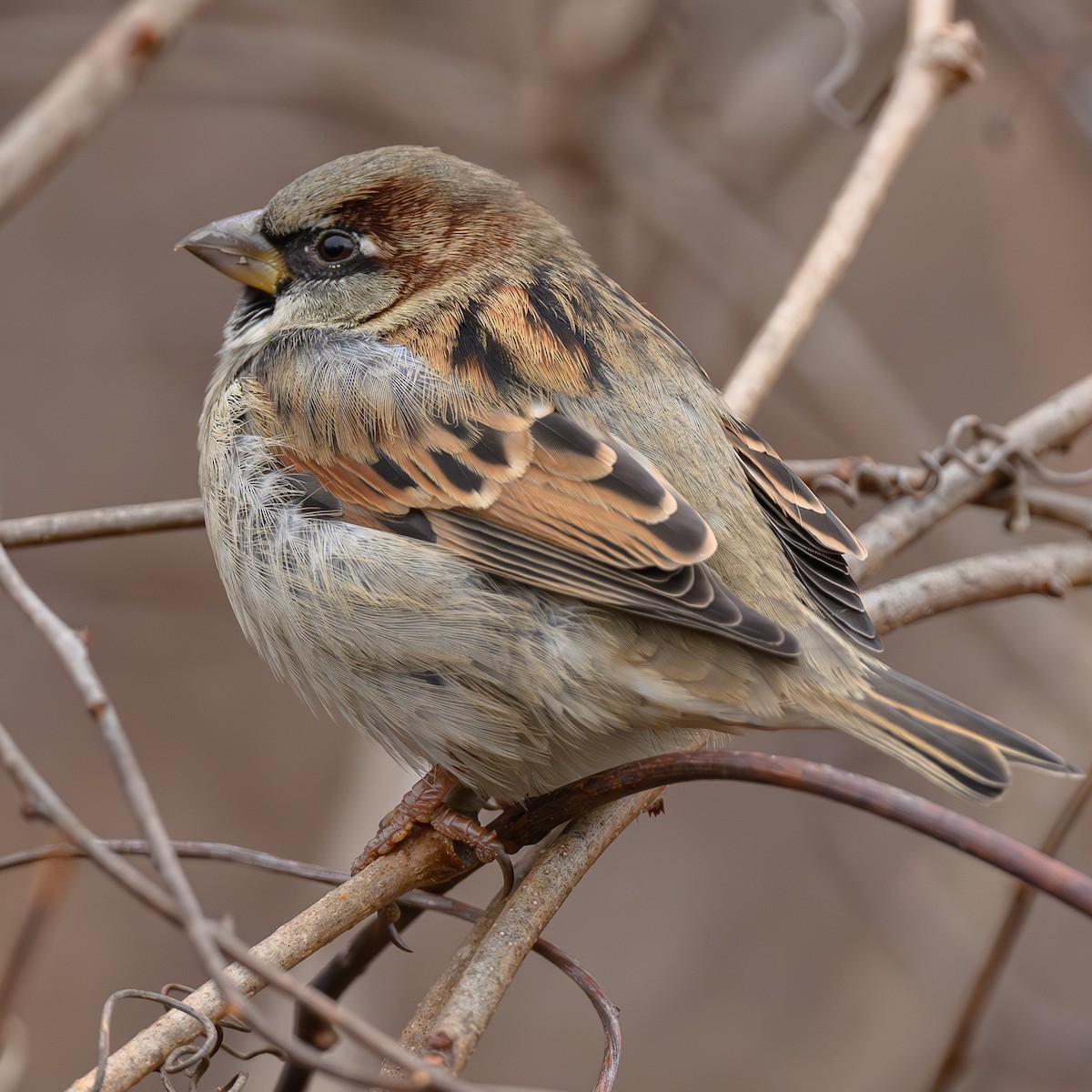 House Sparrow - ML645765365
