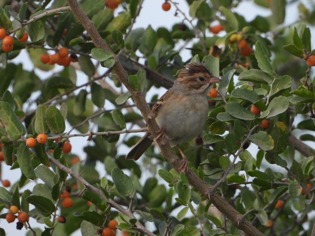 Clay-colored Sparrow - ML645765379