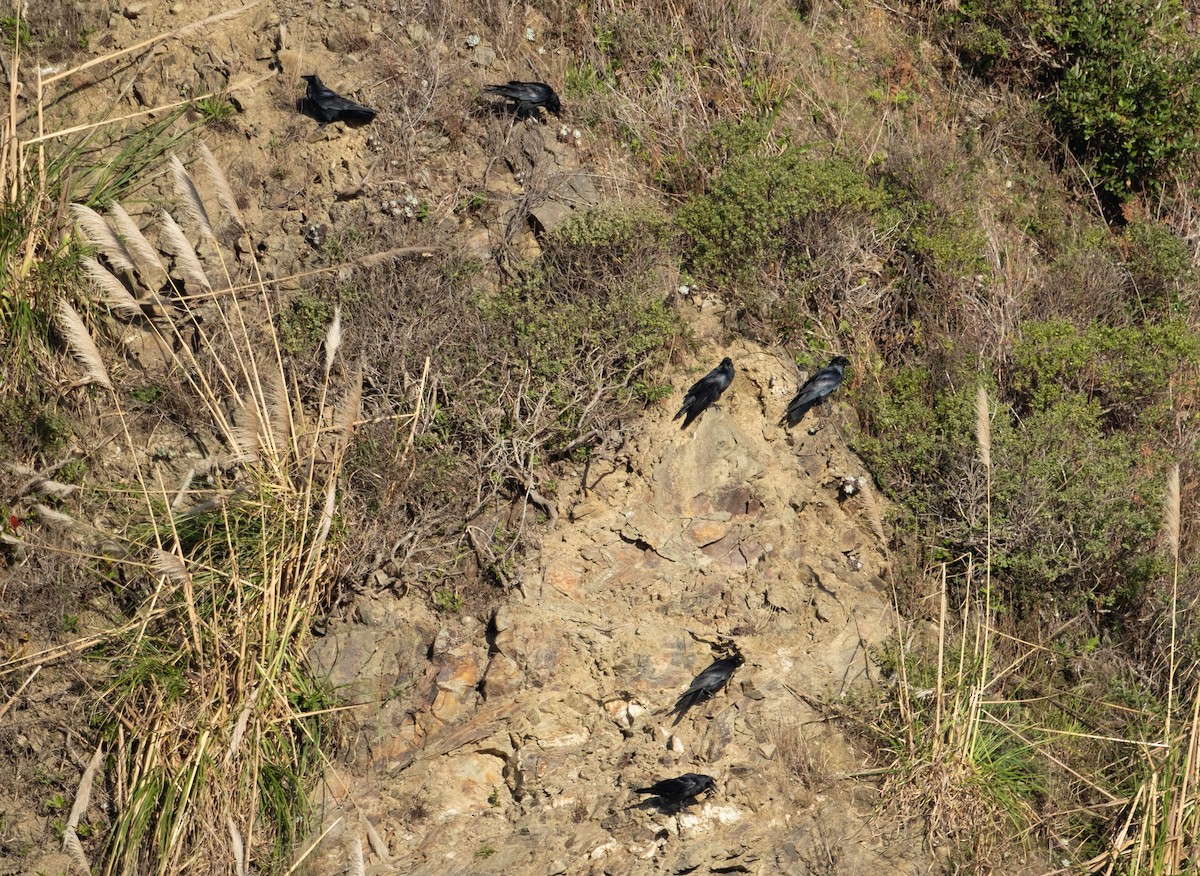 Erroi handia - ML645765387