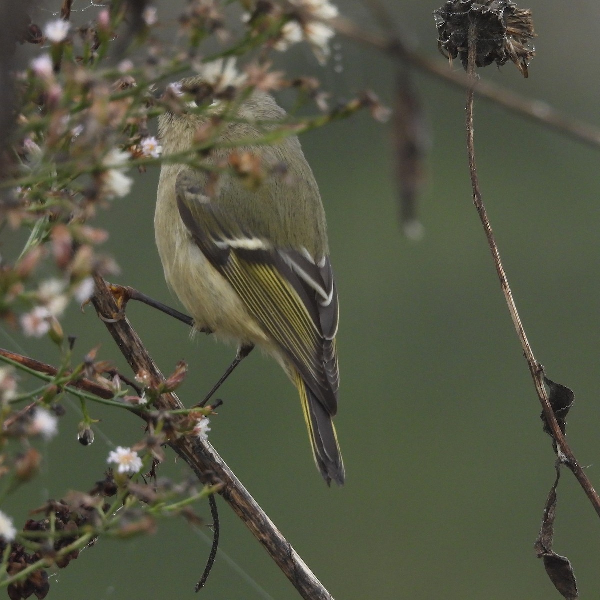 Ruby-crowned Kinglet - ML645765388