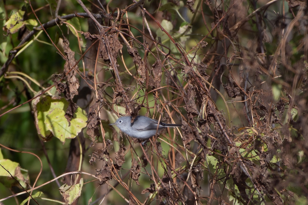 Blue-gray Gnatcatcher - ML645765392
