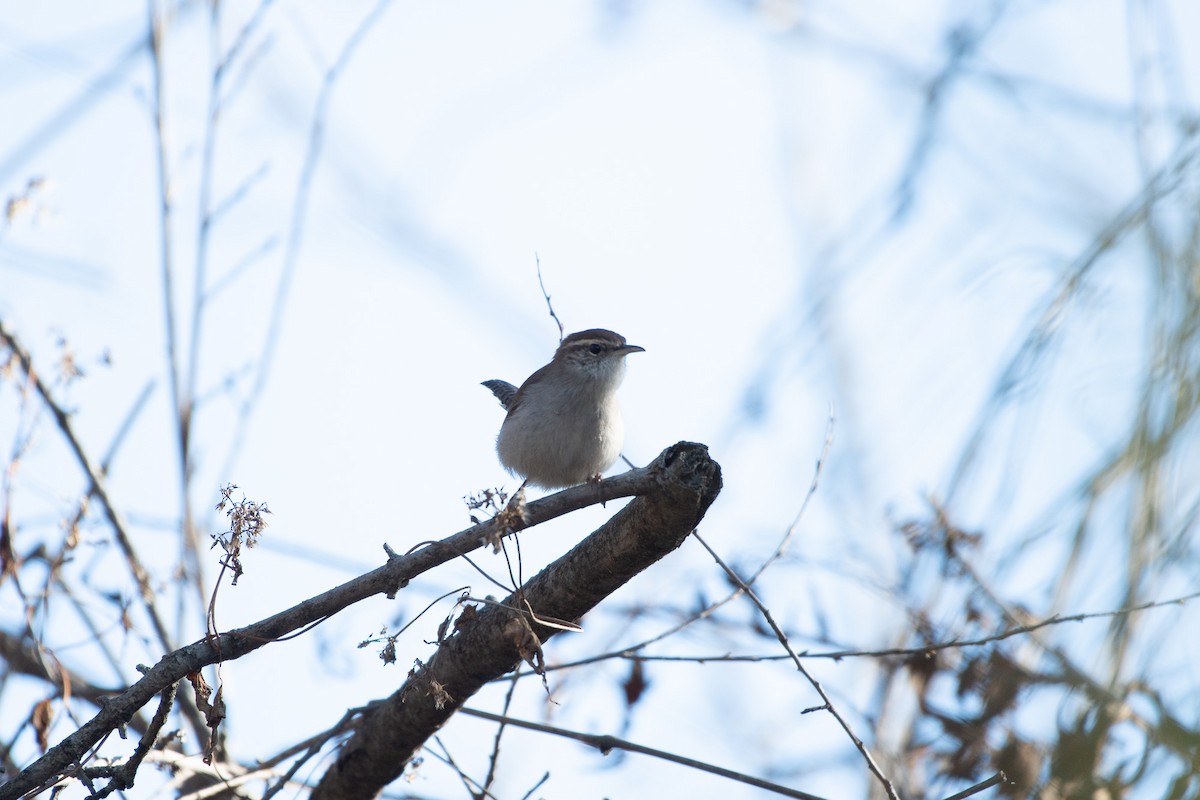 Bewick's Wren - ML645765396