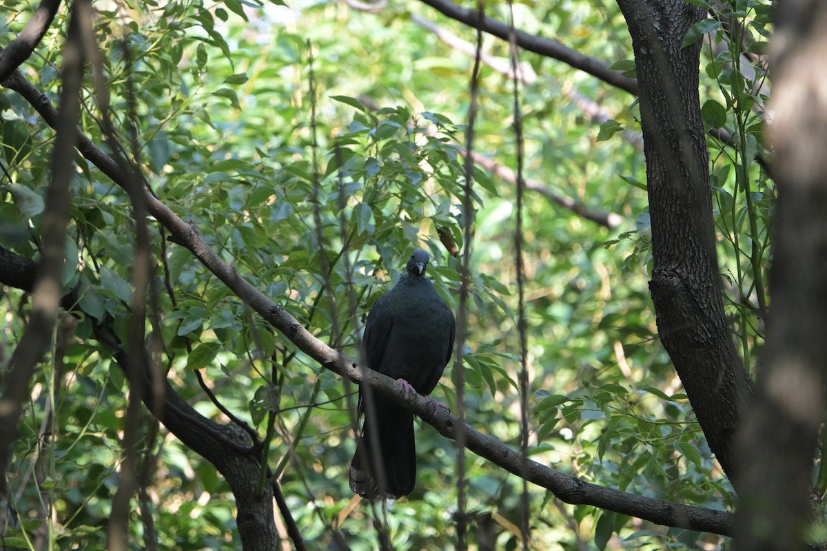 Mor Japon Güvercini - ML645765397