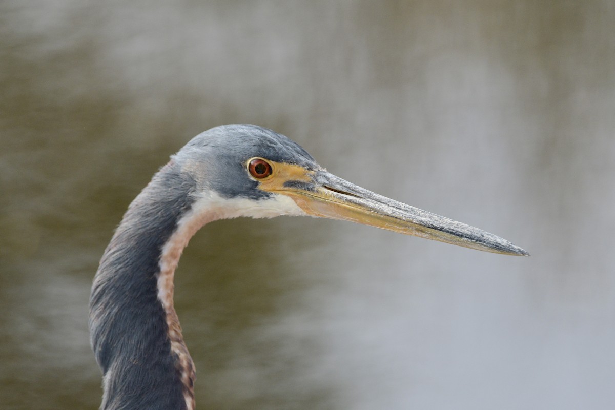 Tricolored Heron - ML645765407