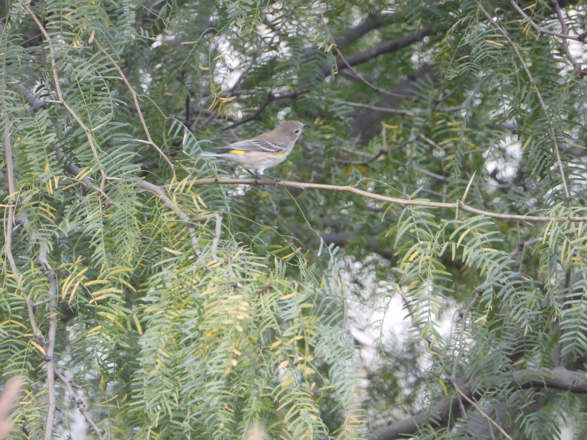 Yellow-rumped Warbler - ML645765408