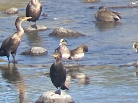 Свищ американський - ML645765414