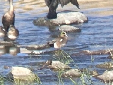 Свищ американський - ML645765415