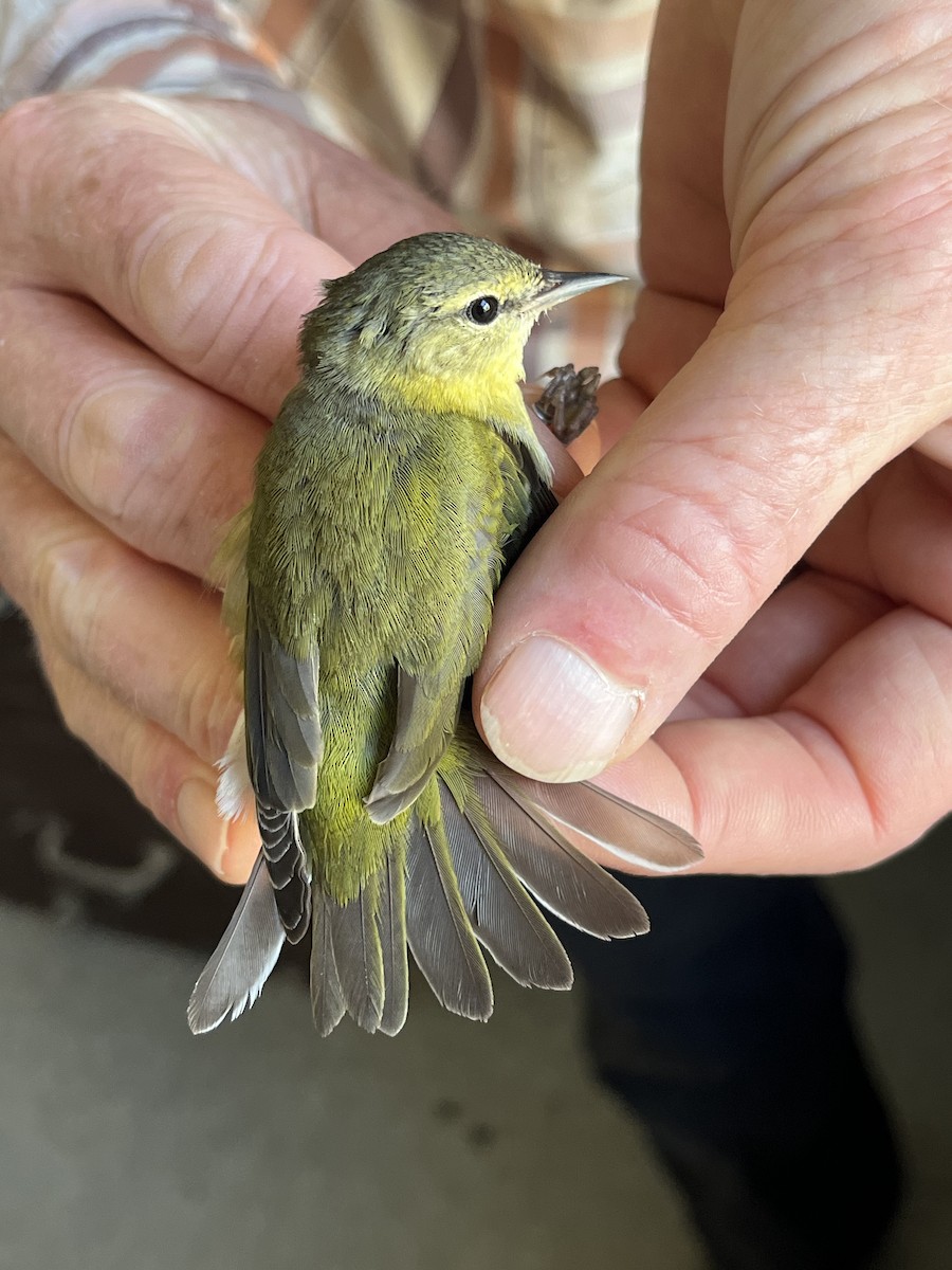 Tennesse Ötleğeni - ML645765418