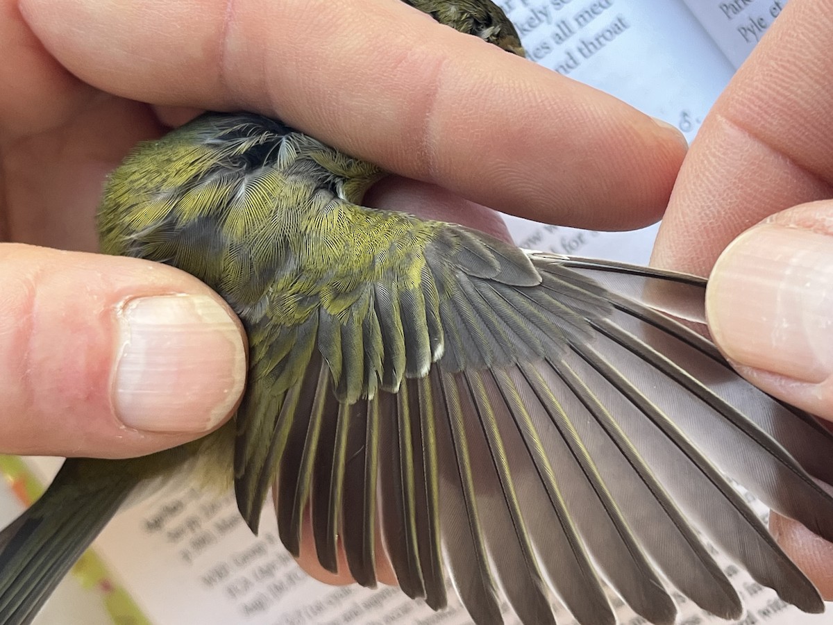 Tennesse Ötleğeni - ML645765419