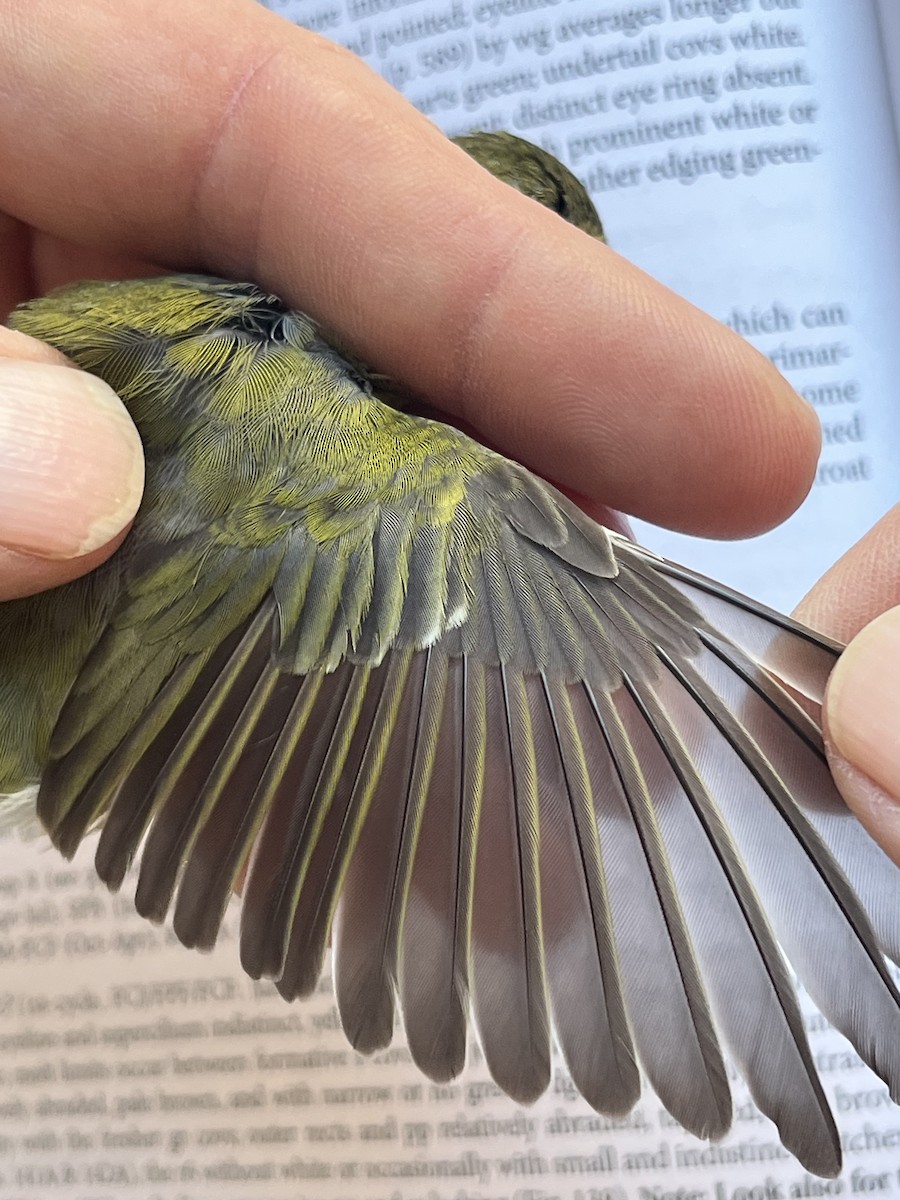 Tennesse Ötleğeni - ML645765420