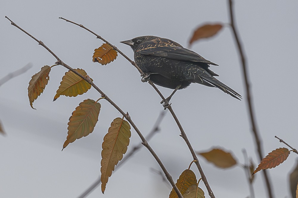 Red-winged Blackbird - ML645765431