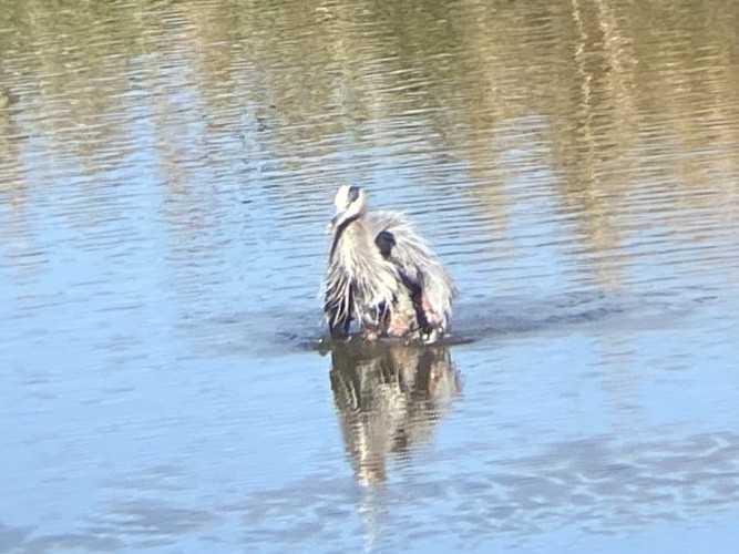 Great Blue Heron - ML645765437