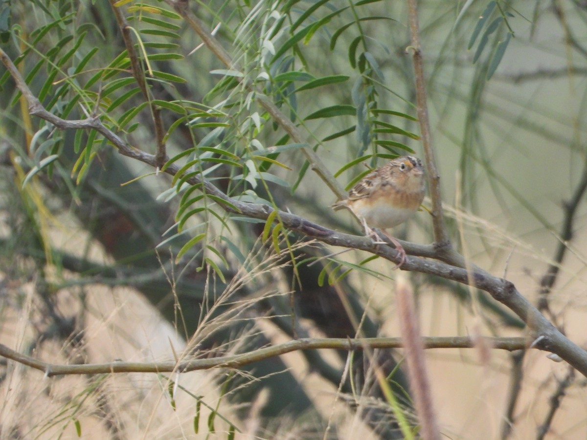 Grasshopper Sparrow - ML645765446