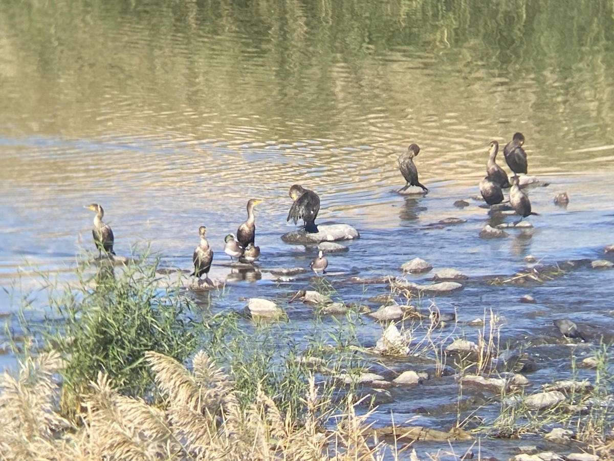 Double-crested Cormorant - ML645765447