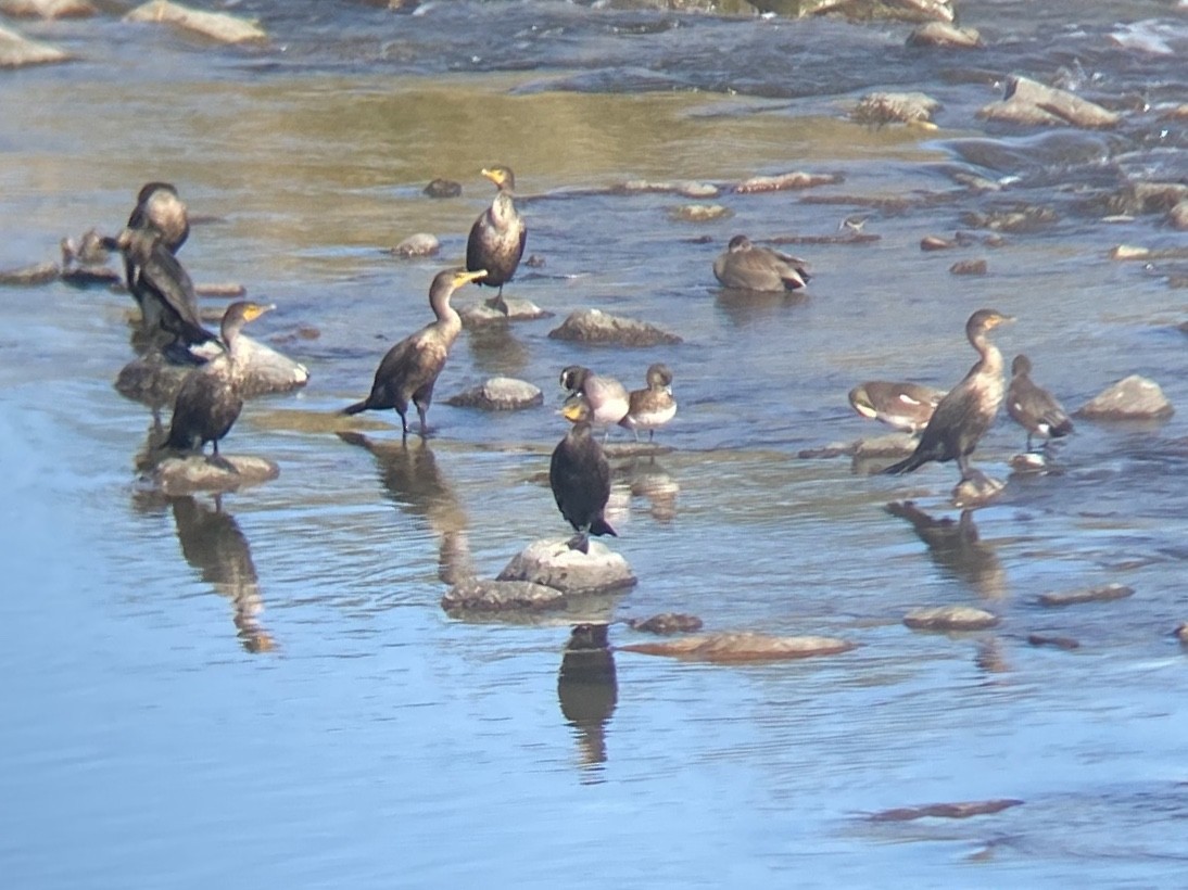 Double-crested Cormorant - ML645765448