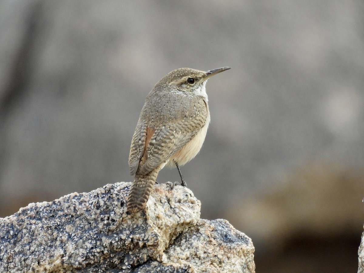 střízlík skalní - ML645765449