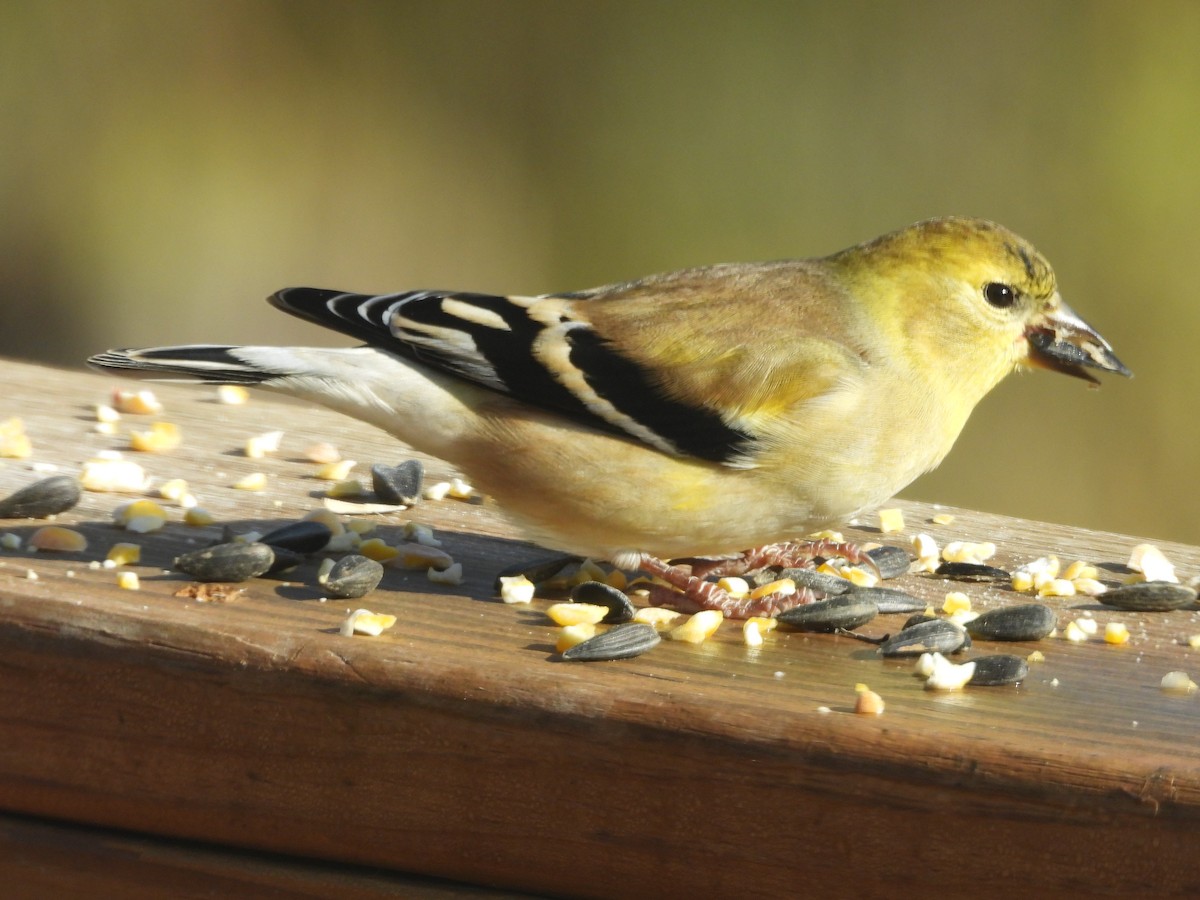 American Goldfinch - ML645765452