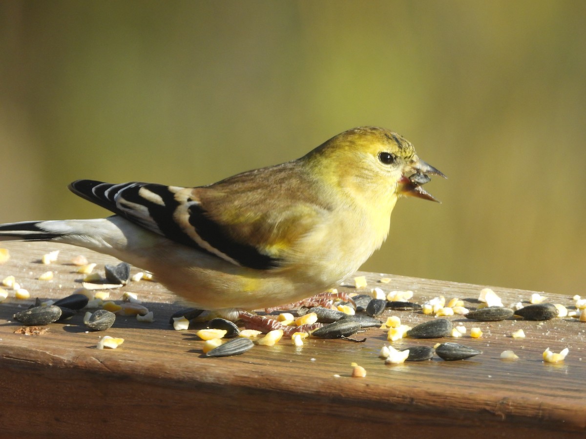 American Goldfinch - ML645765453