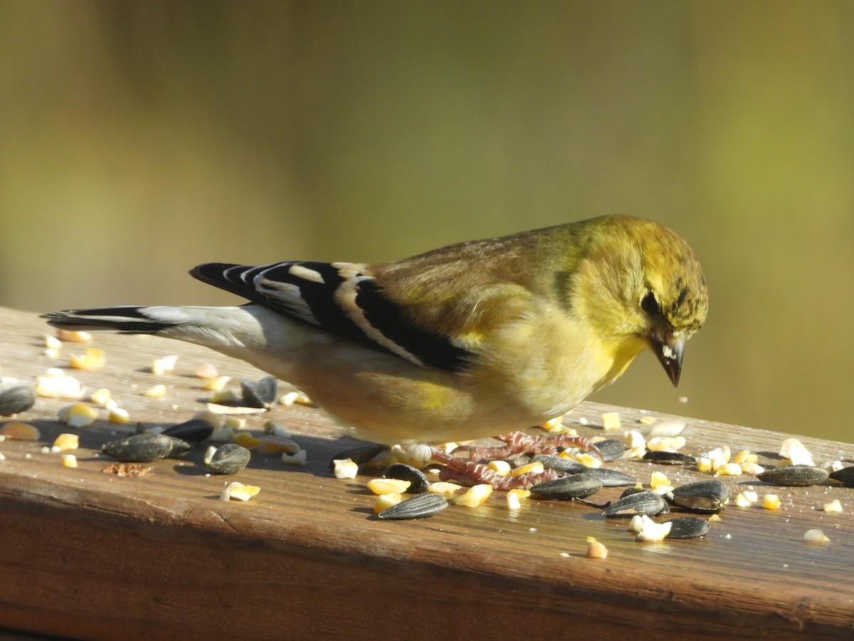 American Goldfinch - ML645765454