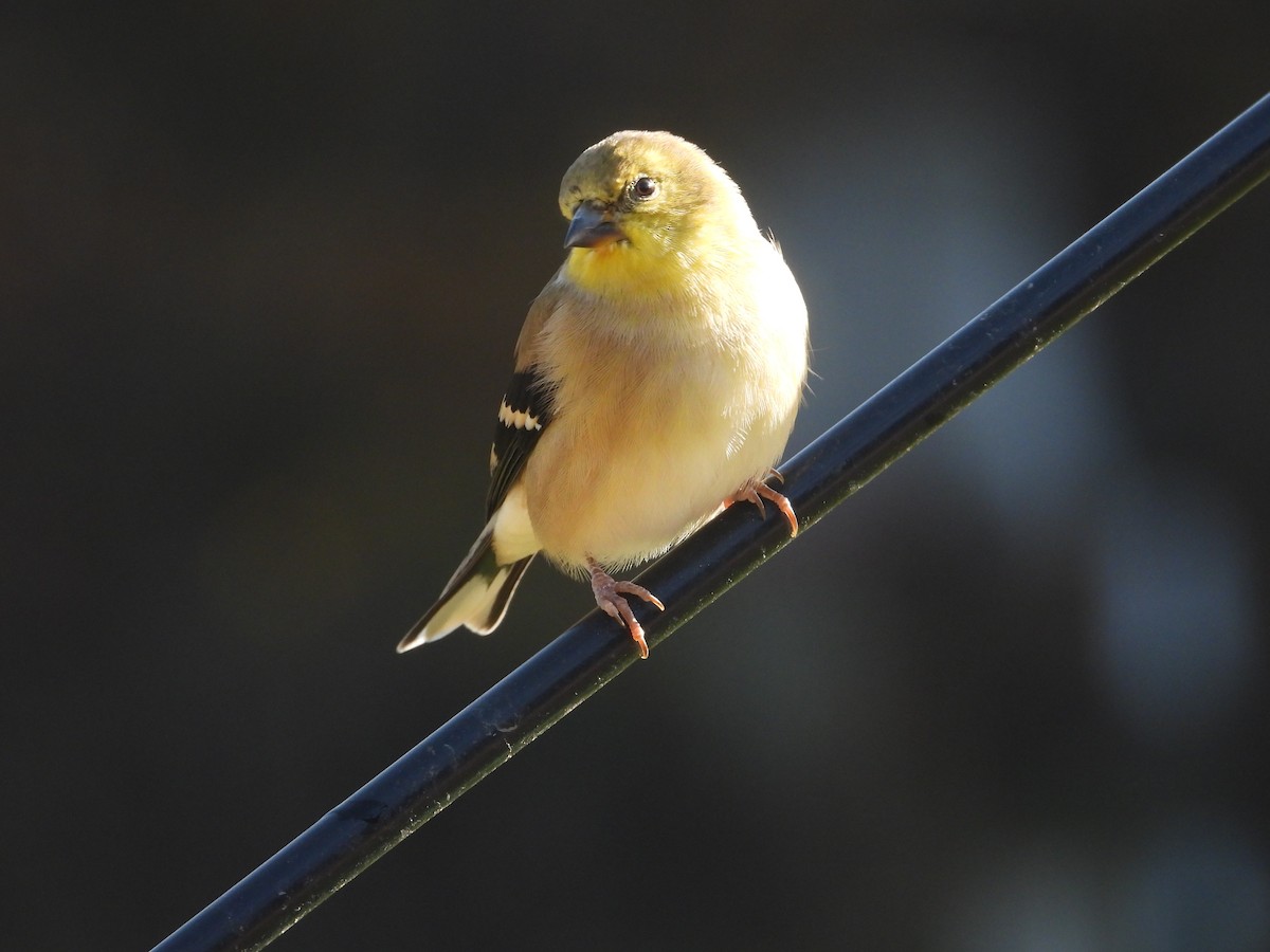 American Goldfinch - ML645765455