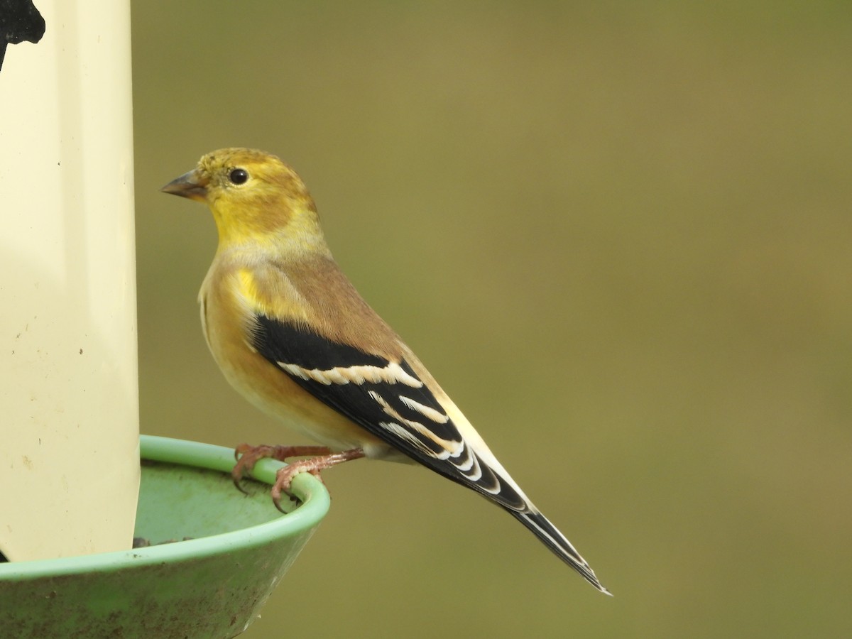 American Goldfinch - ML645765461