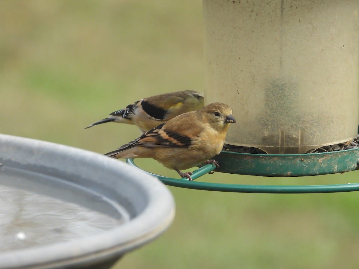 American Goldfinch - ML645765462