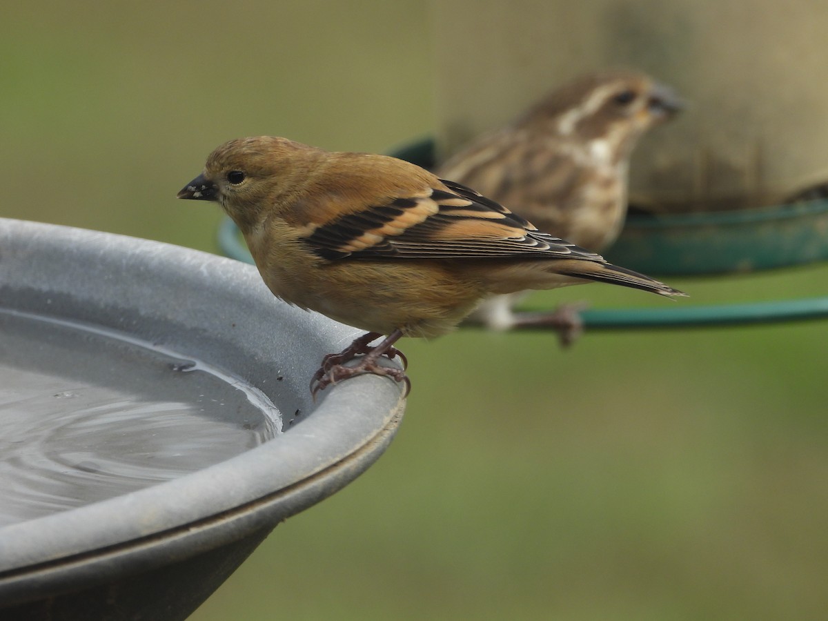 American Goldfinch - ML645765463