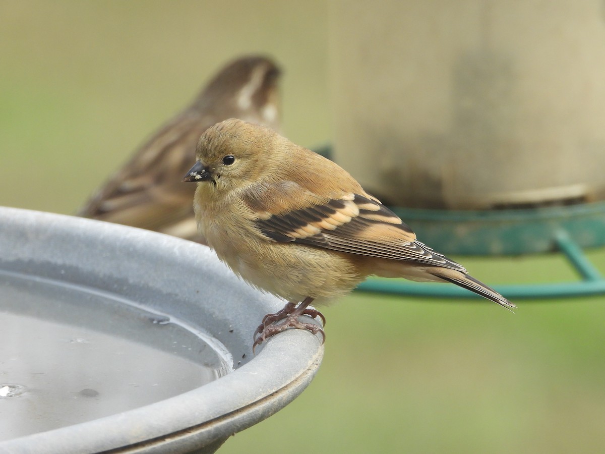 American Goldfinch - ML645765464