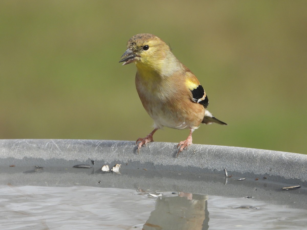 American Goldfinch - ML645765465