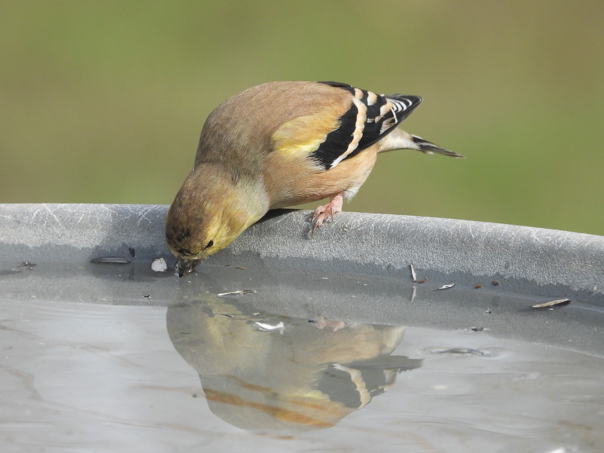 American Goldfinch - ML645765466