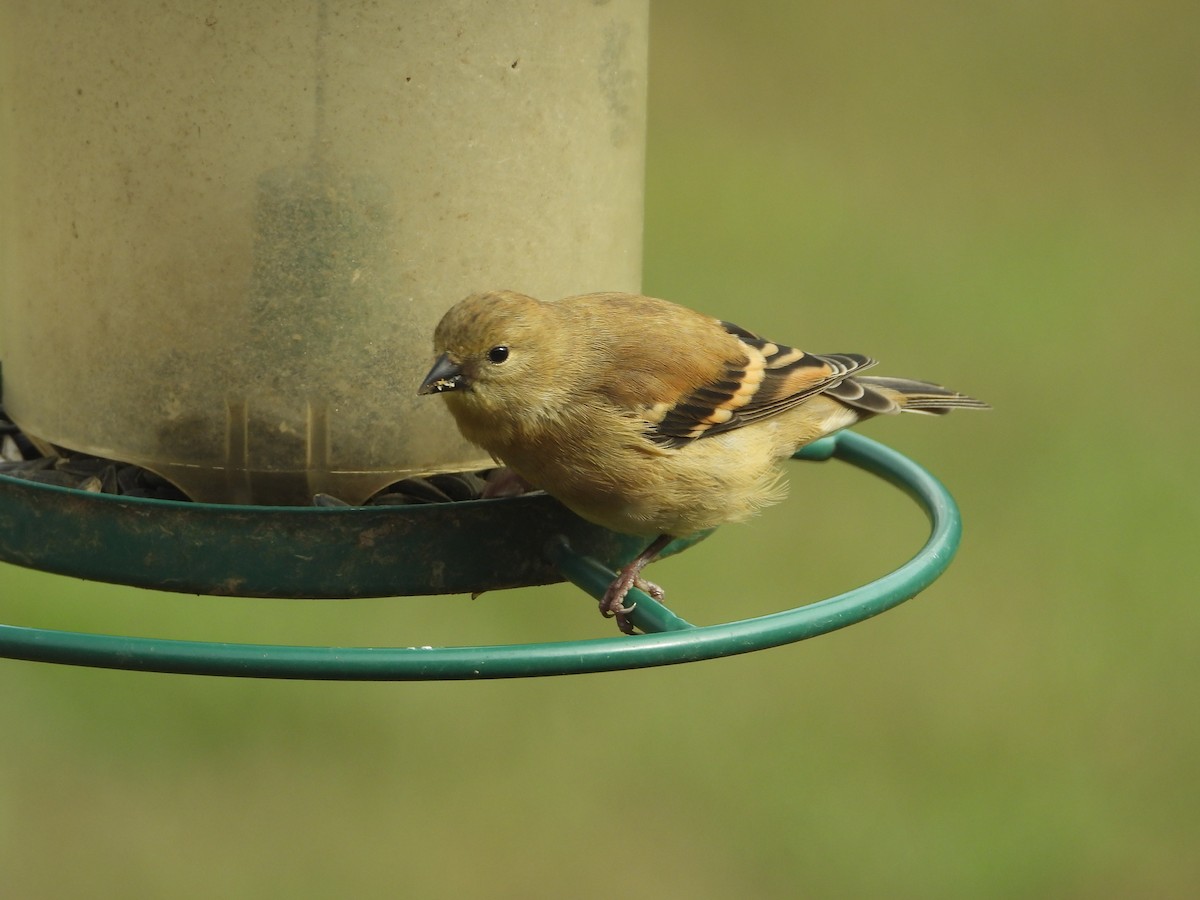 American Goldfinch - ML645765467