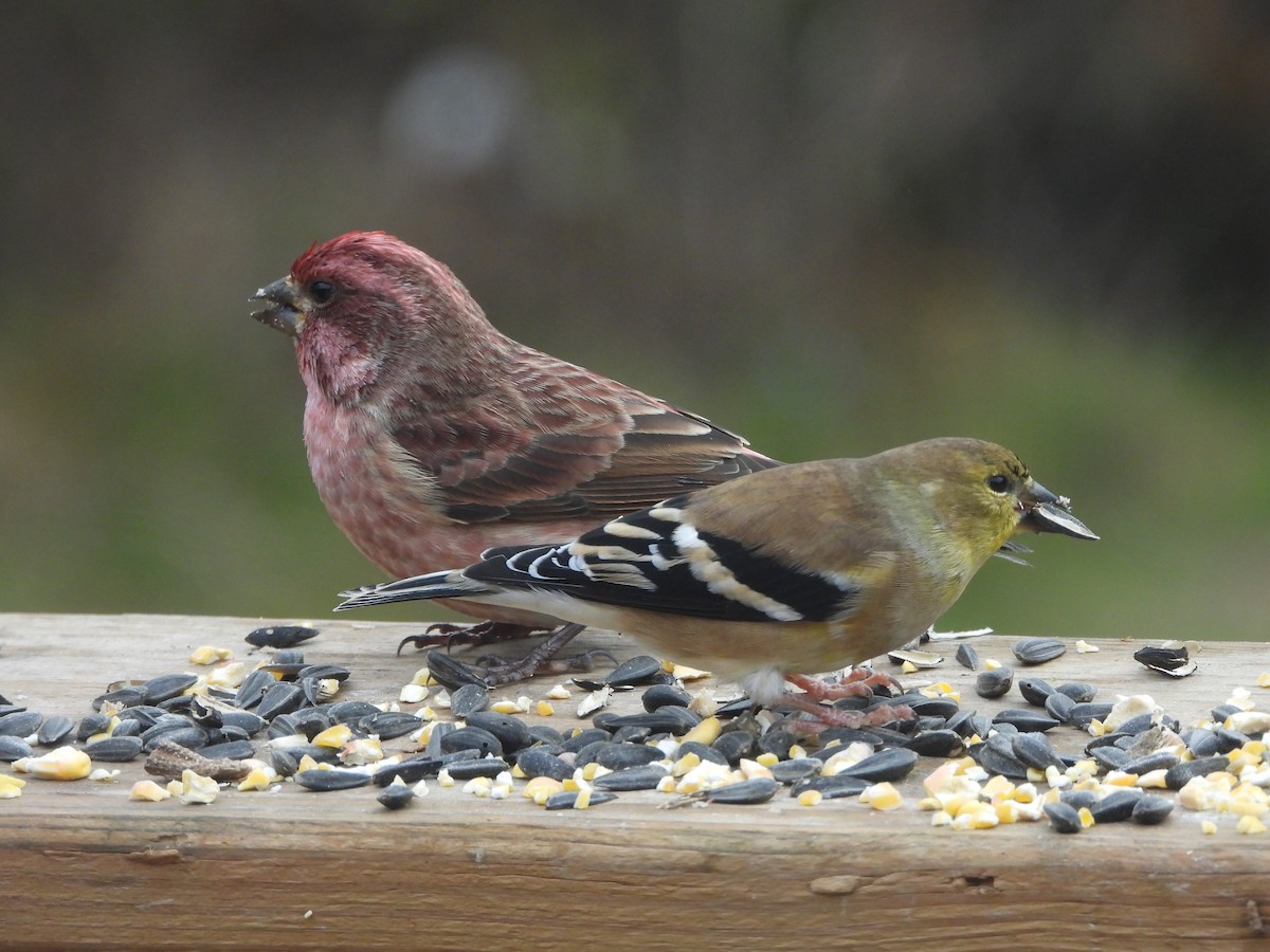 American Goldfinch - ML645765468
