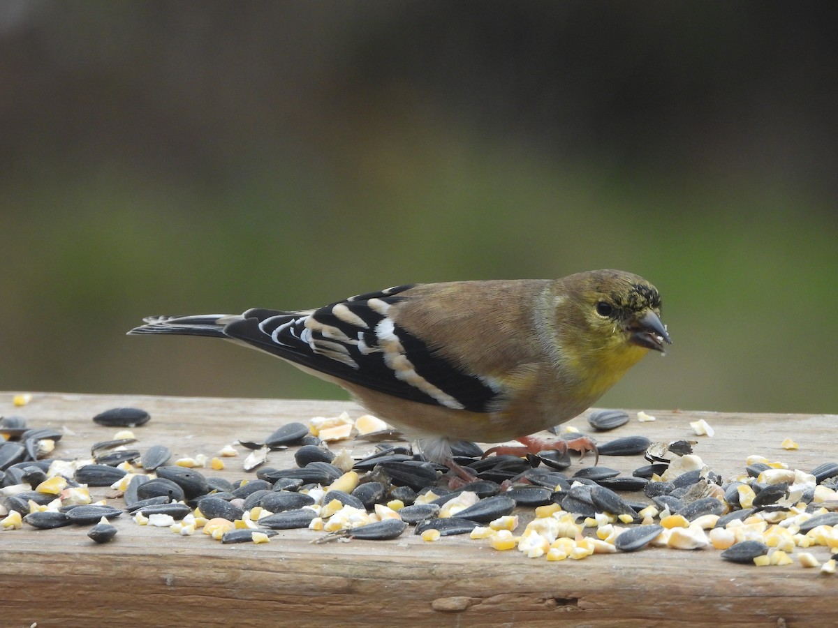 American Goldfinch - ML645765469
