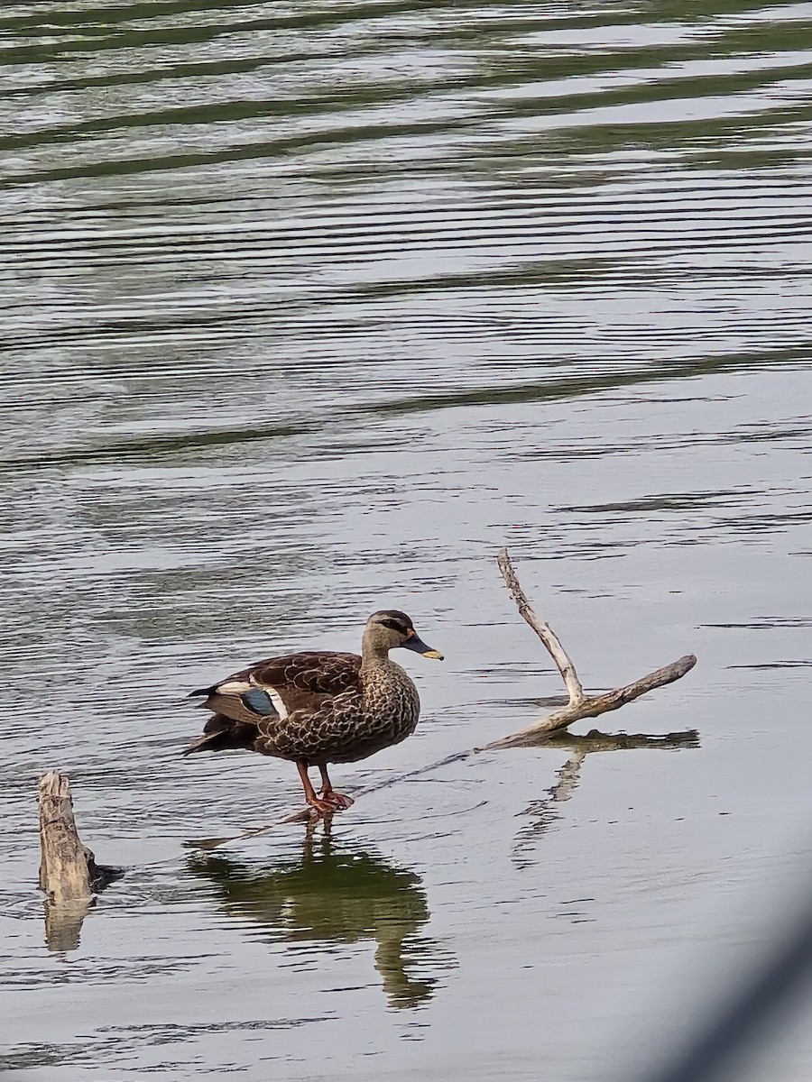 kachna skvrnozobá - ML645765470