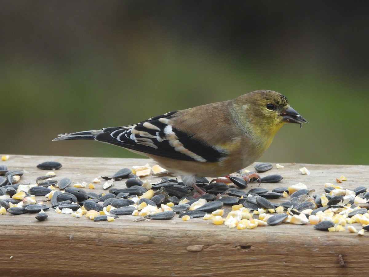 American Goldfinch - ML645765471