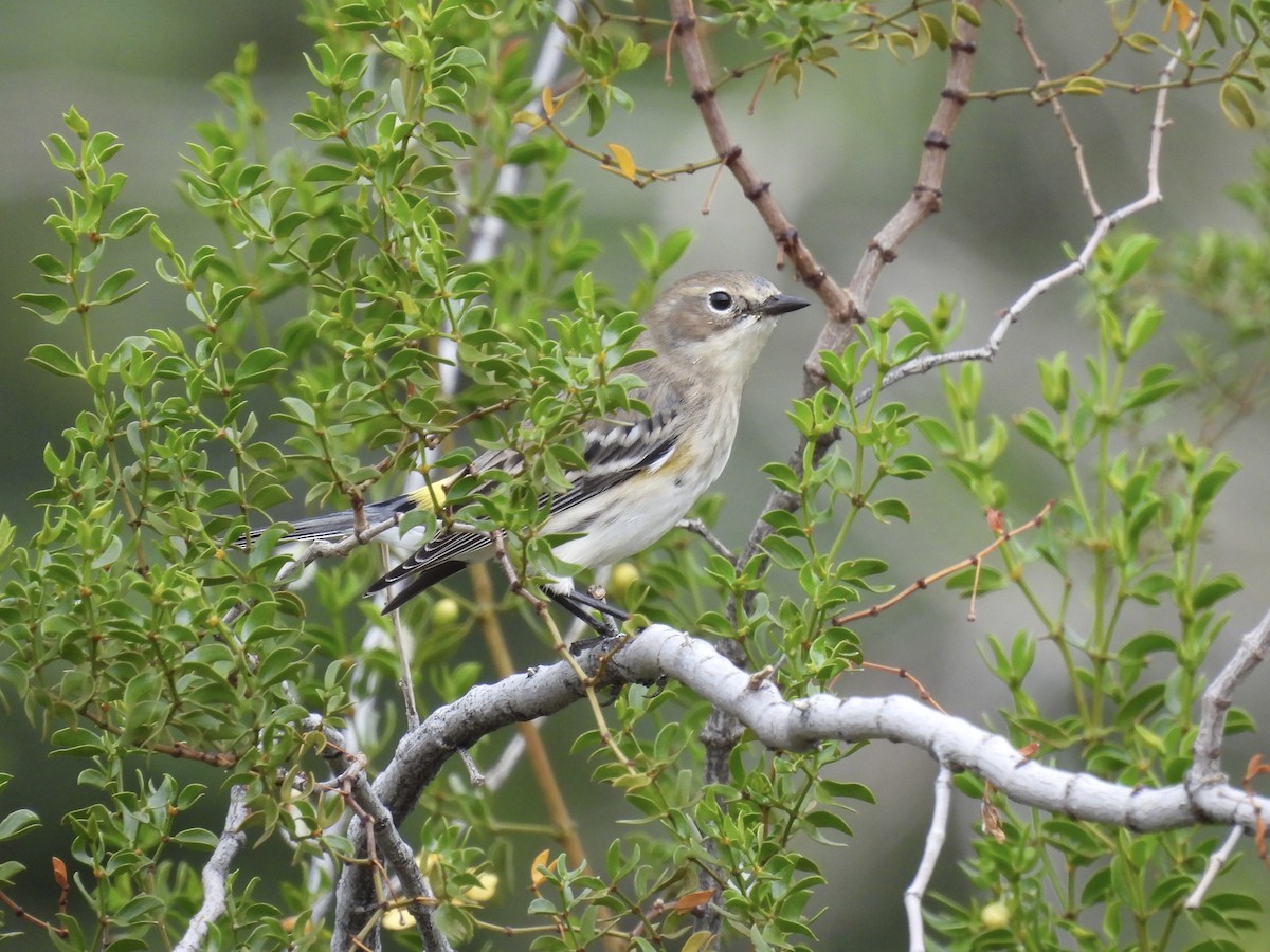 lesňáček žlutoskvrnný - ML645765476