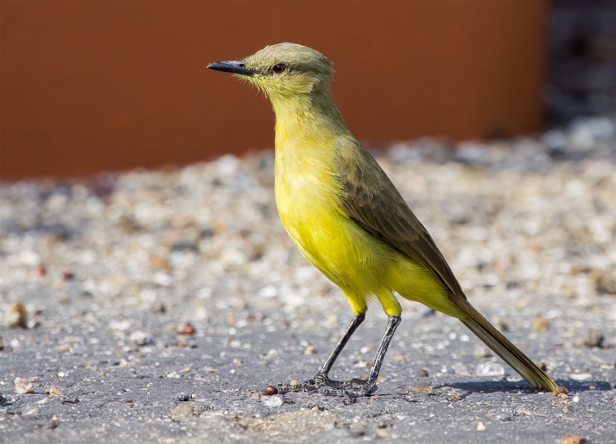 Cattle Tyrant - ML645765477