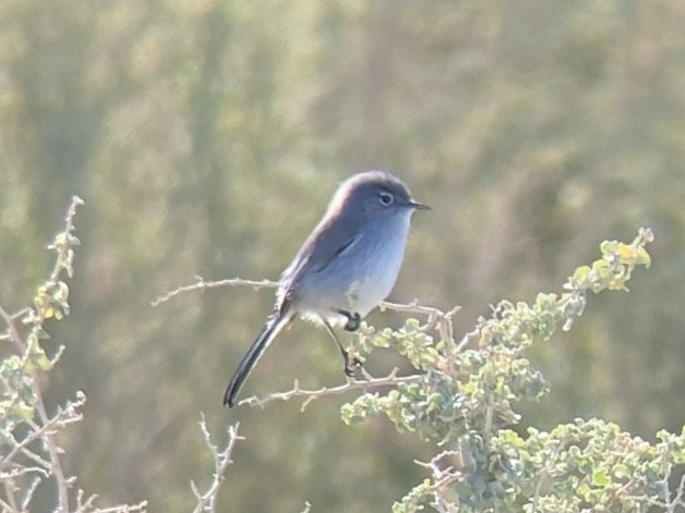 Black-tailed Gnatcatcher - ML645765480
