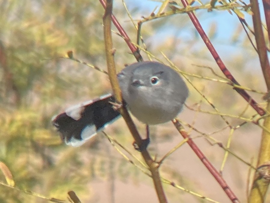 Black-tailed Gnatcatcher - ML645765481
