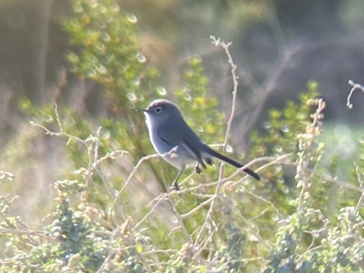 Black-tailed Gnatcatcher - ML645765482
