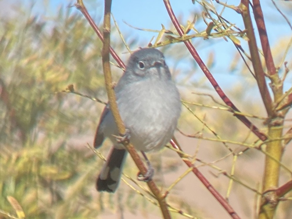 Black-tailed Gnatcatcher - ML645765483