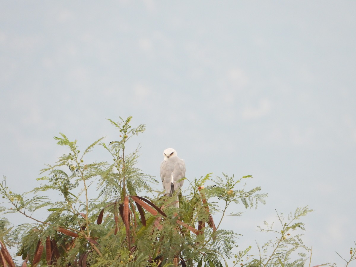 White-tailed Kite - ML645765484