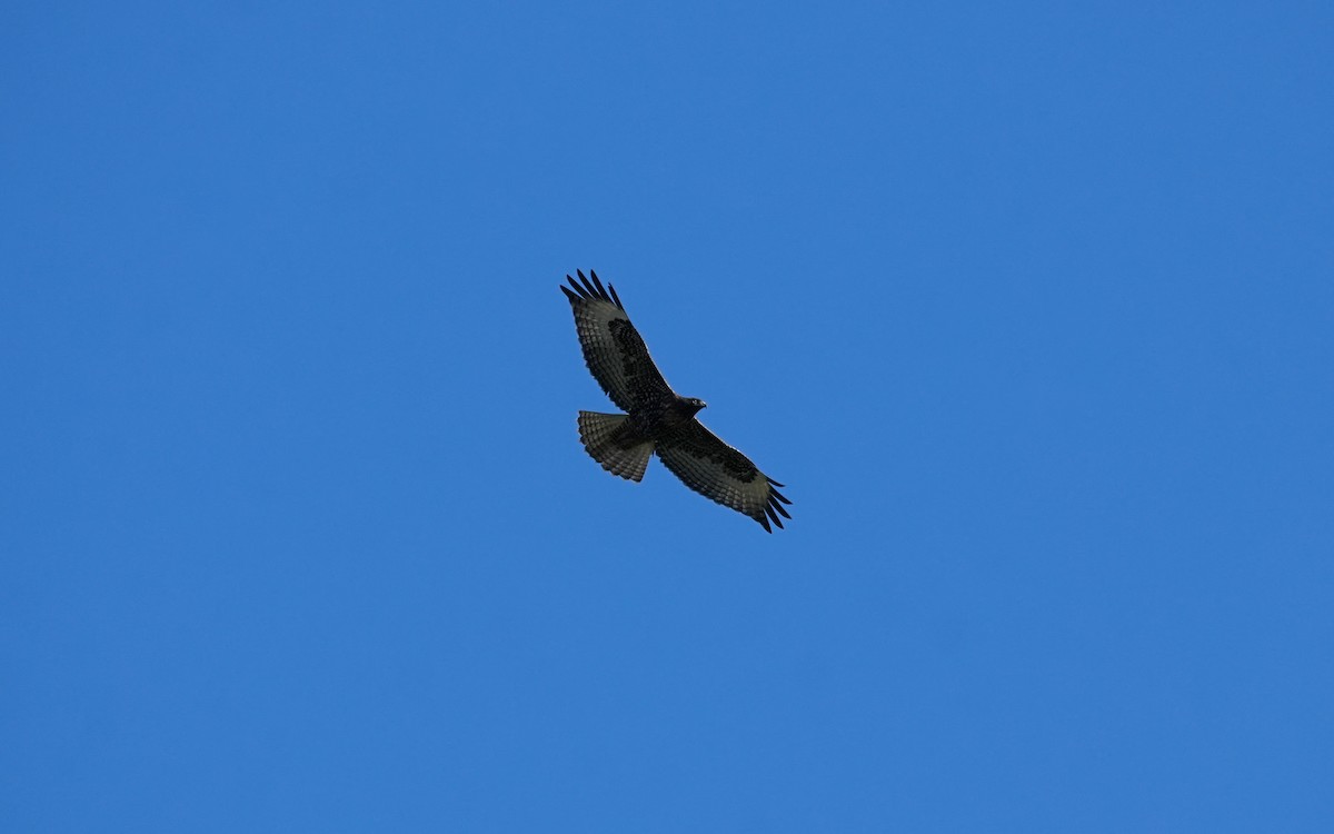 Red-tailed Hawk - ML645765485