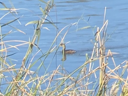 Pied-billed Grebe - ML645765486