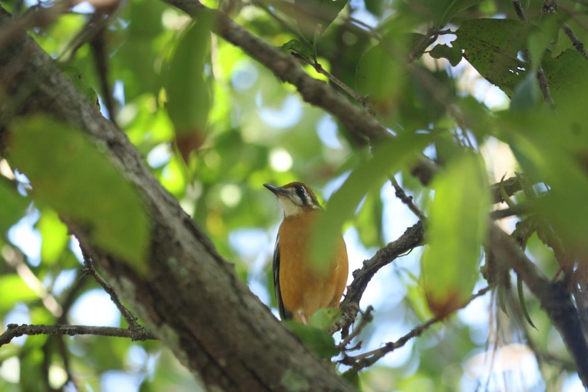Orange-headed Thrush - ML645765489