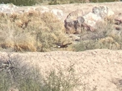 Northern Harrier - ML645765490